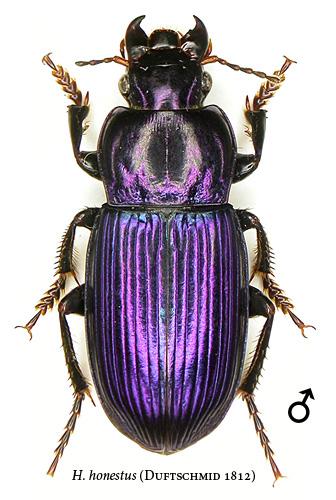 Réf. 23 238 : Harpalus honestus
