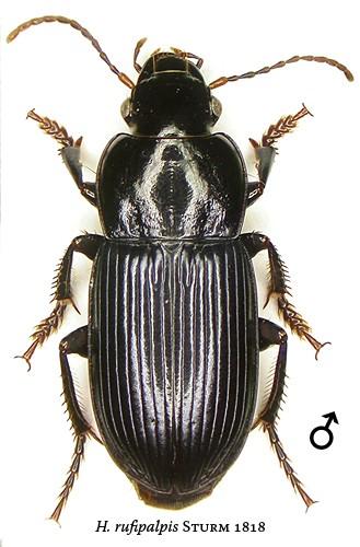 Réf. 23 566 : Harpalus rufipalpis