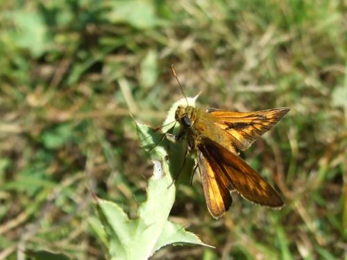 Ochlodes sylvanus