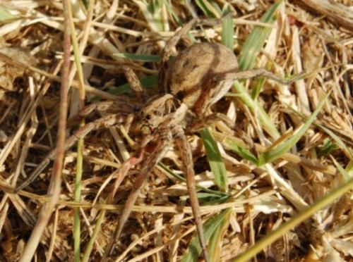 Hogna radiata