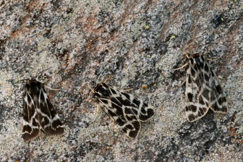 Holoarctia cervini