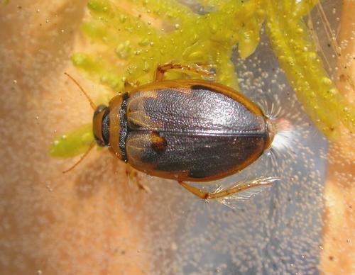 Hygrobia hermanni
