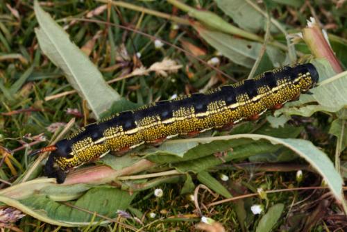 Hyles livornica