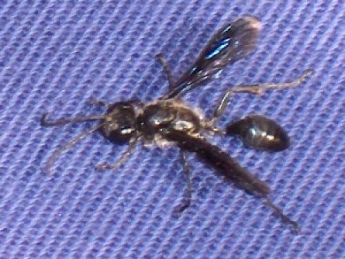 Isodontia mexicana