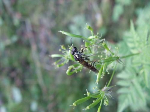 Tenthredo sp.
