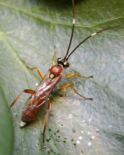 Crytea erythraea