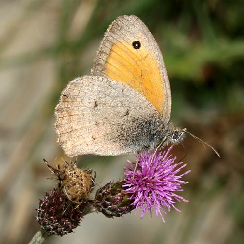Hyponephele sp.
