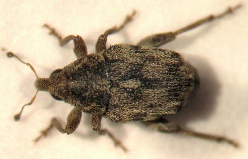 Réf. 23 198 : Hypurus bertrandi