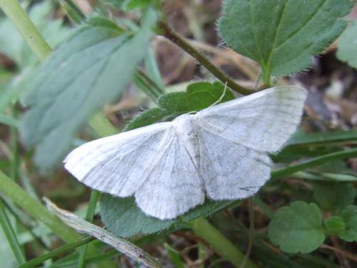 Idaea subsericeata