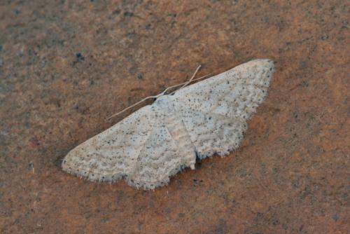 Idaea elongaria