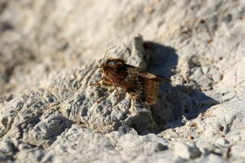 Periphanes cora