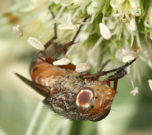 Rhyncomya sp.