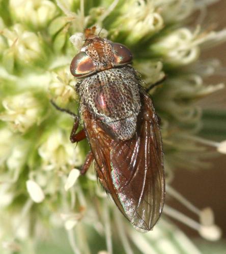 Rhyncomya sp.
