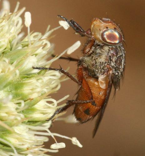 Rhyncomya sp.