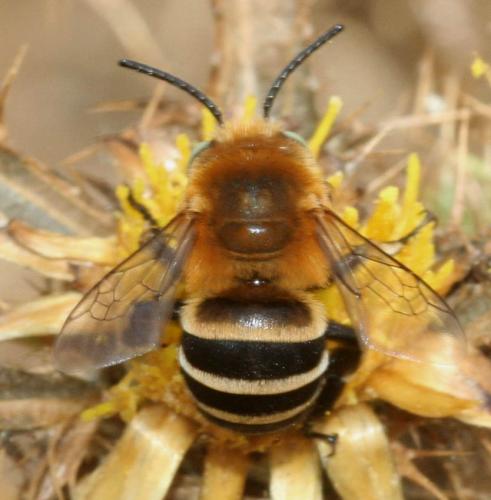 Réf. 23 421 : Amegilla quadrifasciata