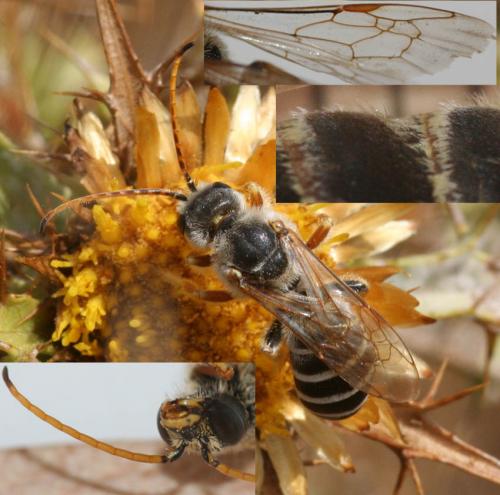 Réf. 23 243 : Halictus brunnescens