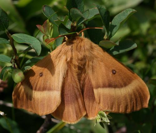 Lasiocampa quercus