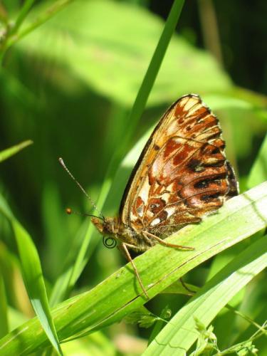 Boloria titania