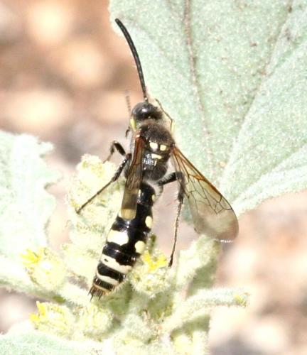 Colpa sexmaculata