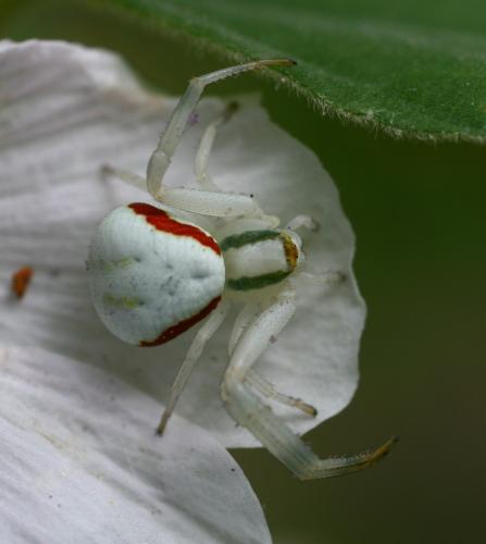 Misumena vatia