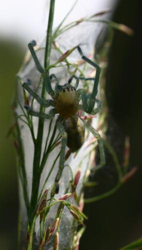 Cheiracanthium punctorium
