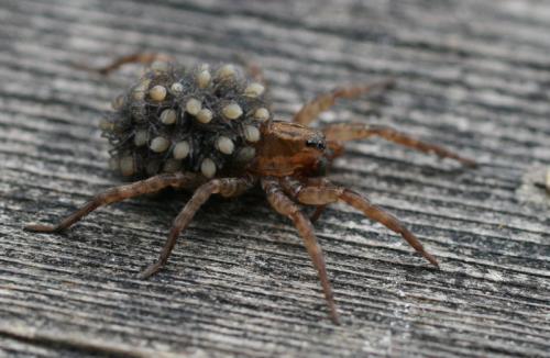 Réf. 23 058 : Trochosa sp.
