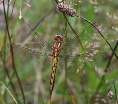 Orthetrum coerulescens