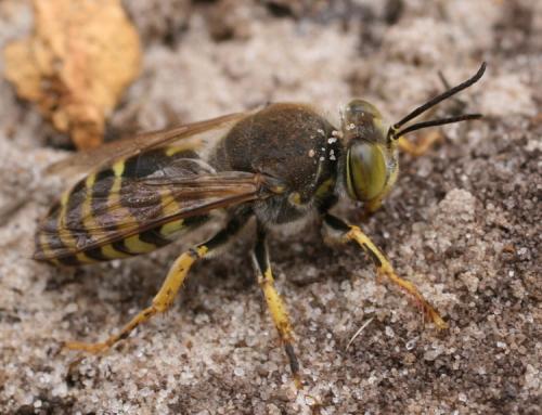 Réf. 23 060 : Bembix sp.