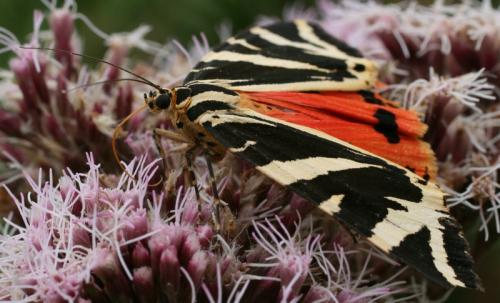 Euplagia quadripunctaria