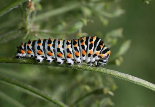 Papilio machaon