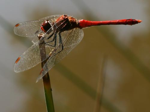 Sympetrum sanguineum