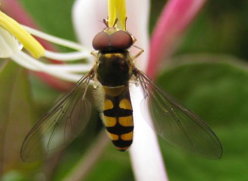 Meliscaeva auricollis