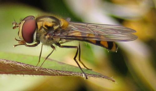 Réf. 23 953 : Meliscaeva auricollis