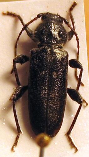 Hylotrupes bajulus