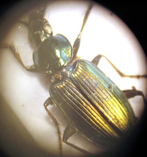 Agonum muelleri