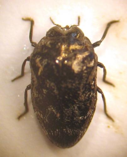 Trachys minutus