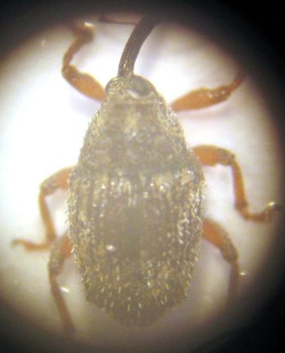 Réf. 23 688 : Trichosirocalus troglodytes