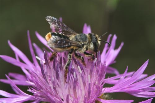Lithurgus chrysurus