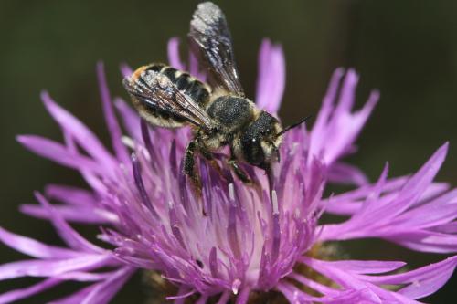 Lithurgus chrysurus