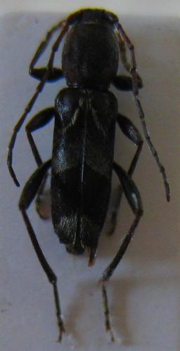 Chlorophorus ruficornis