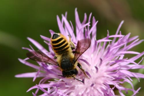 Réf. 23 926 : Megachile melanopyga