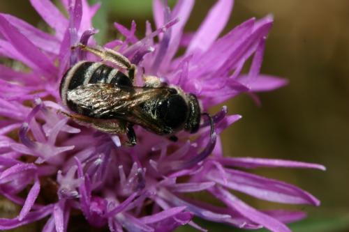 Lasioglossum sp.