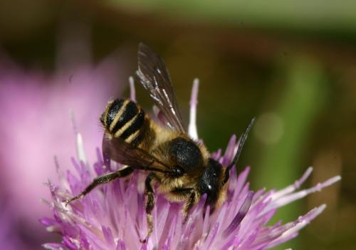 Megachile sp.