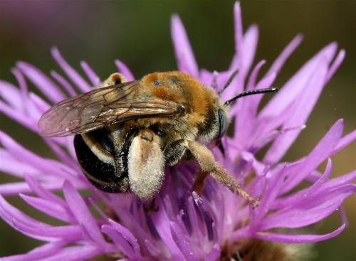 Tetraloniella dentata