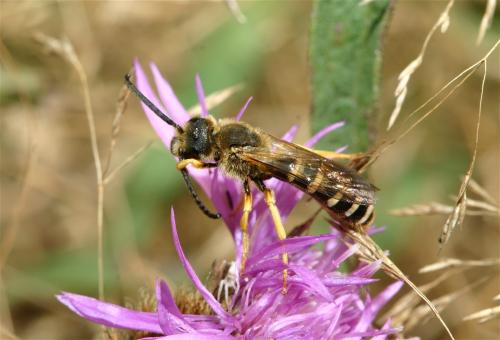 Réf. 23 996 : Halictus scabiosae