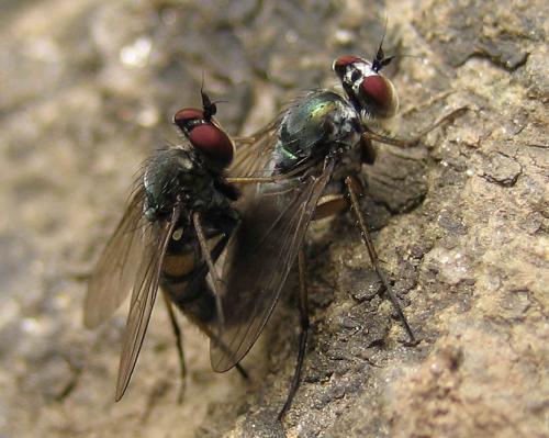 Argyra sp.