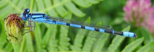 Enallagma cyathigerum