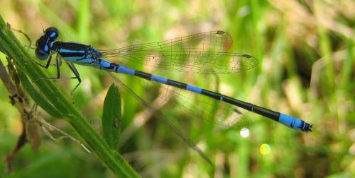 Réf. 23 879 : Coenagrion scitulum