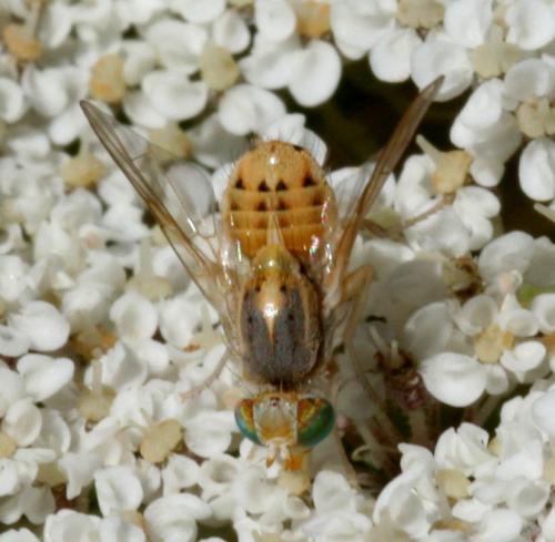 Réf. 23 294 : Terellia sp.