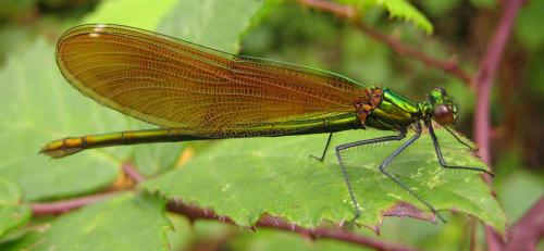 Calopteryx virgo